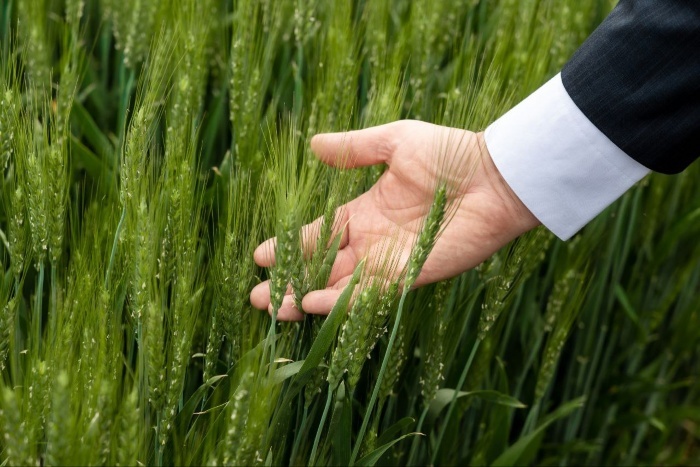 «Мираторг» вложил в семеноводство почти 7 млрд рублей