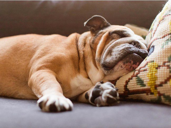 Исследование: пробиотик LP815 снижает тревожность и агрессию у собак