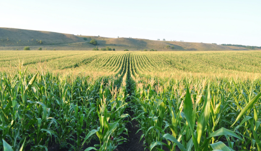 В Крыму из-за засухи скорректировали планы посевов кормовых культур