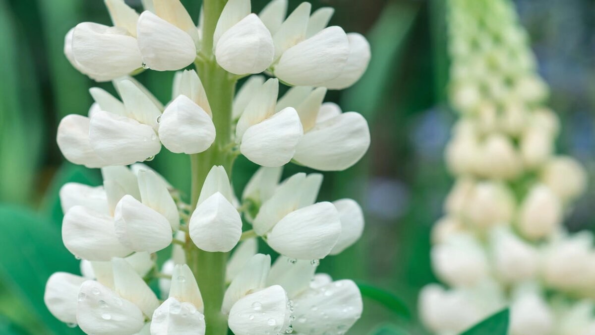 Белый люпин может частично заменить соевый шрот в рационах свиней