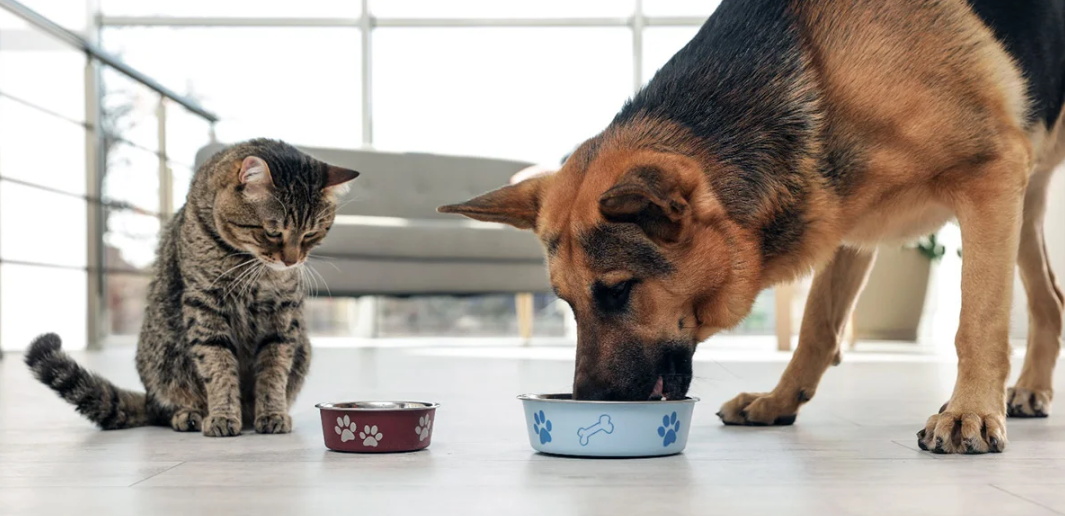 Purina Institute выпустил бесплатное руководство по питанию домашних животных для ветеринаров