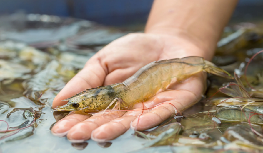 Новый этап в использовании белка из насекомых в аквакультуре