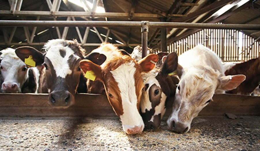 Orffa и Sea Forest заключили эксклюзивное партнёрство для сокращения выбросов метана у жвачных животных