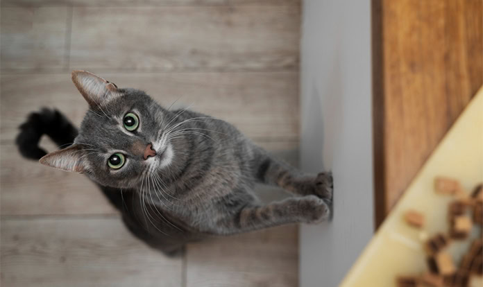 Royal Canin открыла представительство в Сингапуре для укрепления позиций на рынке здоровья и питания домашних животных