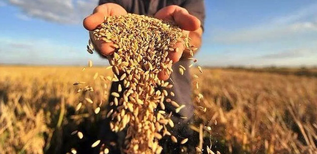 Мировые цены на зерно продолжили снижаться в октябре
