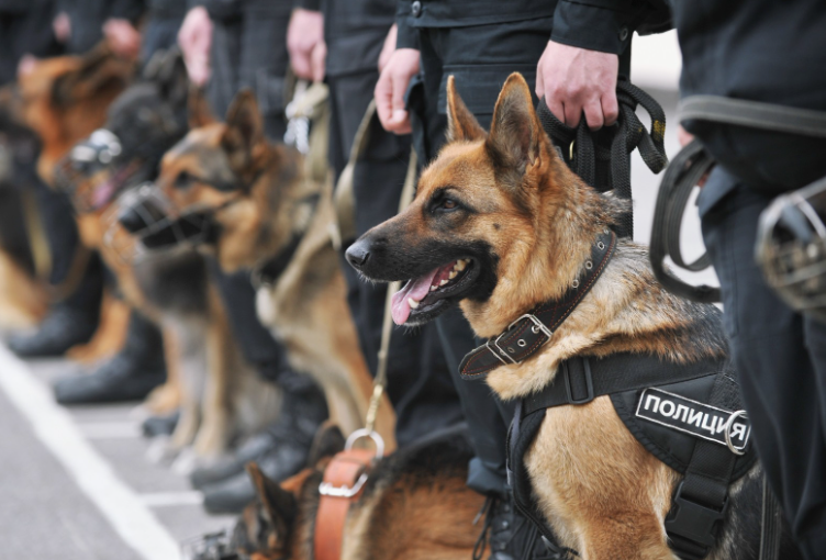 Брянские силовики судятся с поставщиком вредного корма для служебных собак