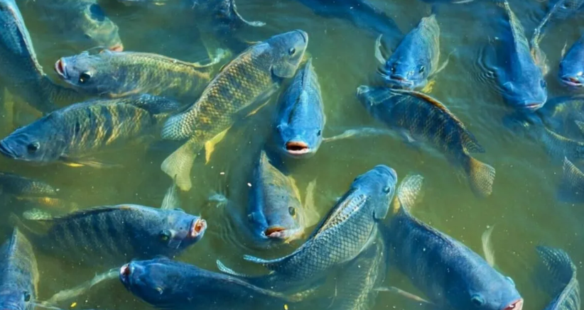 ADM представила новое решение для повышения продуктивности телапии