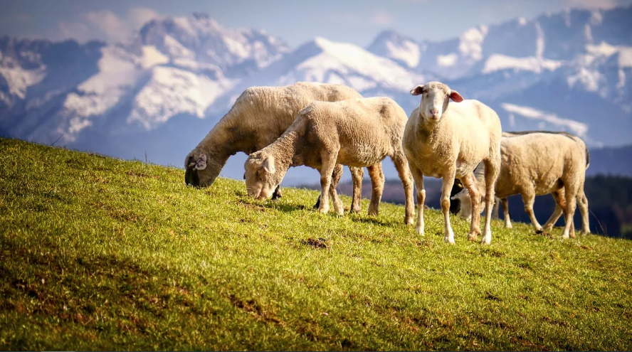 Новая Зеландия инвестирует $6,5 млн в разработку метановых ингибиторов для жвачных