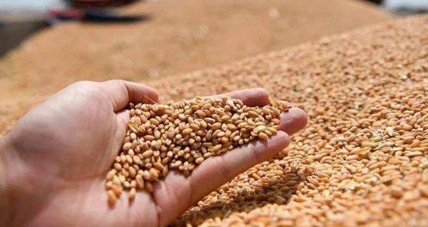 Минсельхоз США снизил прогноз экспорта пшеницы из РФ в этом сельхозгоду на 1 млн тонн