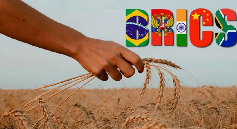 Актуальность создания зерновой биржи БРИКС возрастает