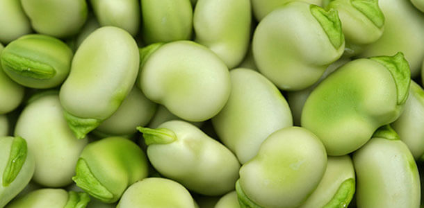 Белок из фасоли фава испытан как альтернатива животной плазме в кормах для животных