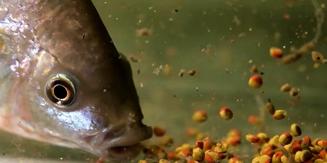 На юге разработали способ защиты карпа от токсинов с помощью свекловичной патоки