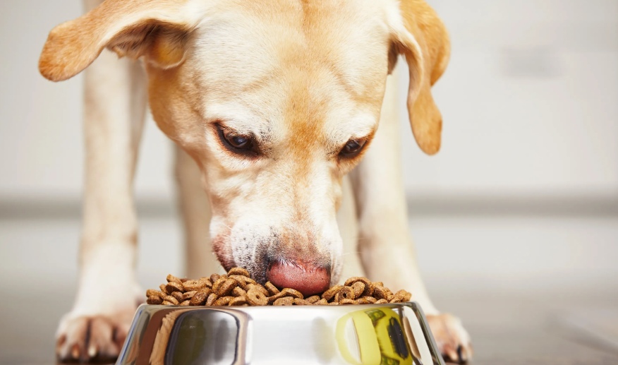 Ученые нашли способ сделать корм для собак вкуснее
