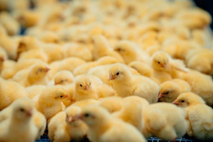 Российские ученые предложили натуральную альтернативу антибиотикам для цыплят