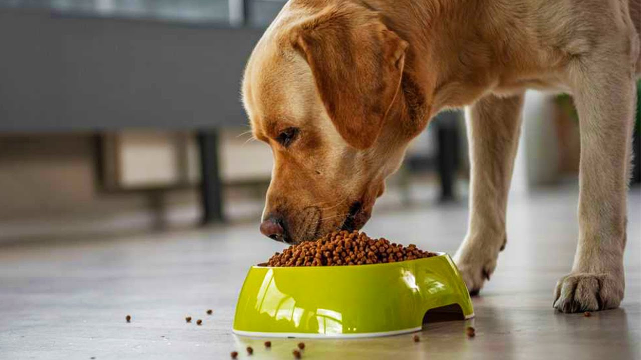 Исследование: растительные корма для собак оказывают меньшее воздействие на окружающую среду