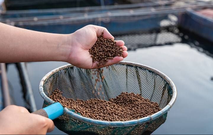 Патрушев: зависимость от импорта рыбного корма на Дальнем Востоке снизилась в 2,5 раза