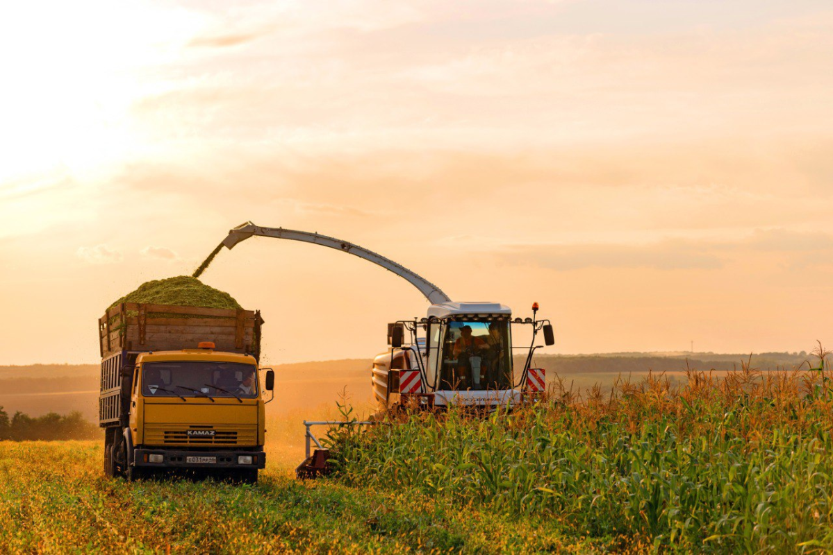 В Кузбассе обмолочено более 86% площадей зерновых и зернобобовых культур