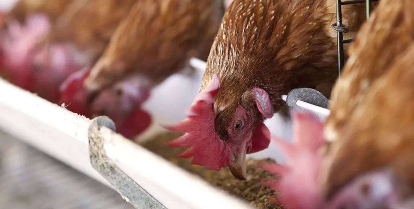 Глифосат, найденный в куриных яйцах, прослеживается до ГМО-кормов для птицы – исследование