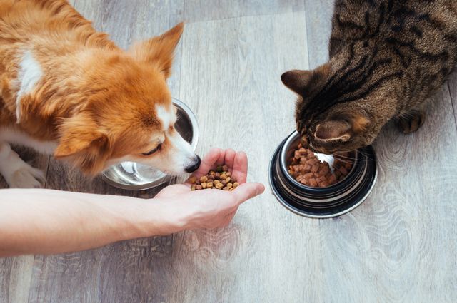 United Petfood и KIKA расширяют производство кормов для домашних животных в Восточной Европе