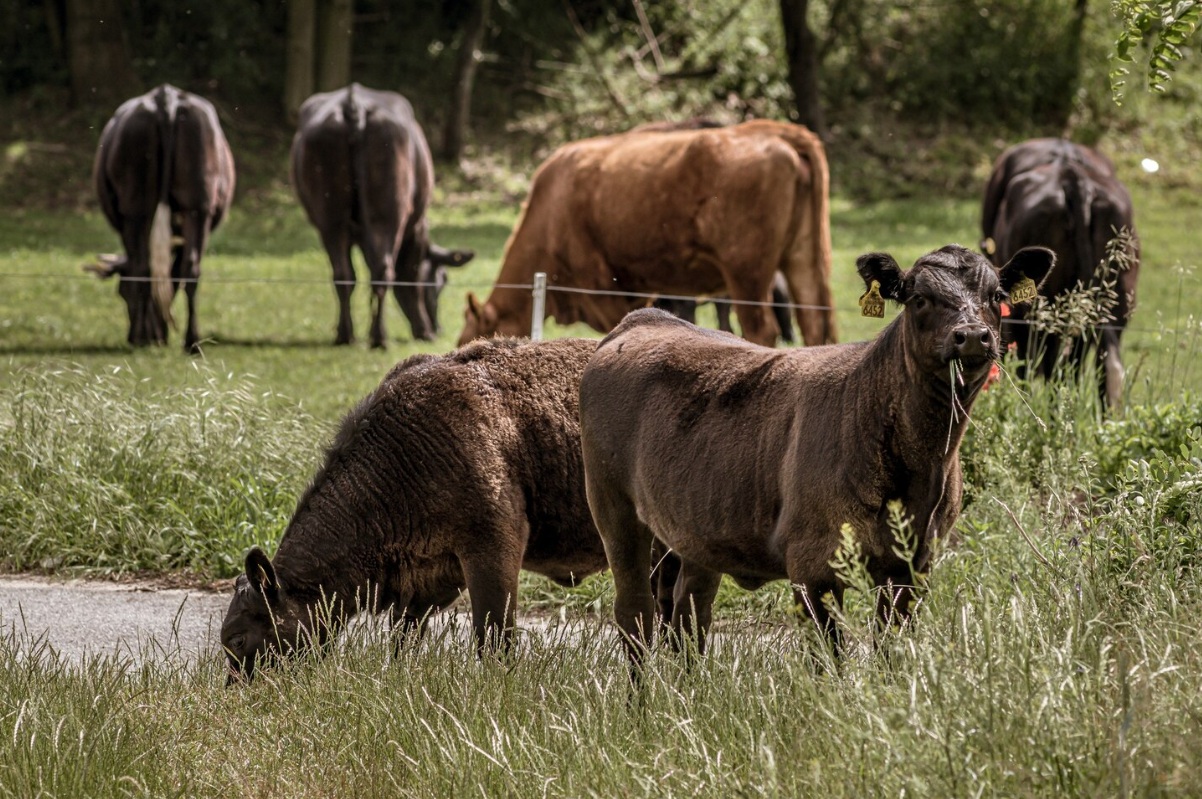 ADM и Conservation International объединяют усилия для поддержки животноводства в Африке