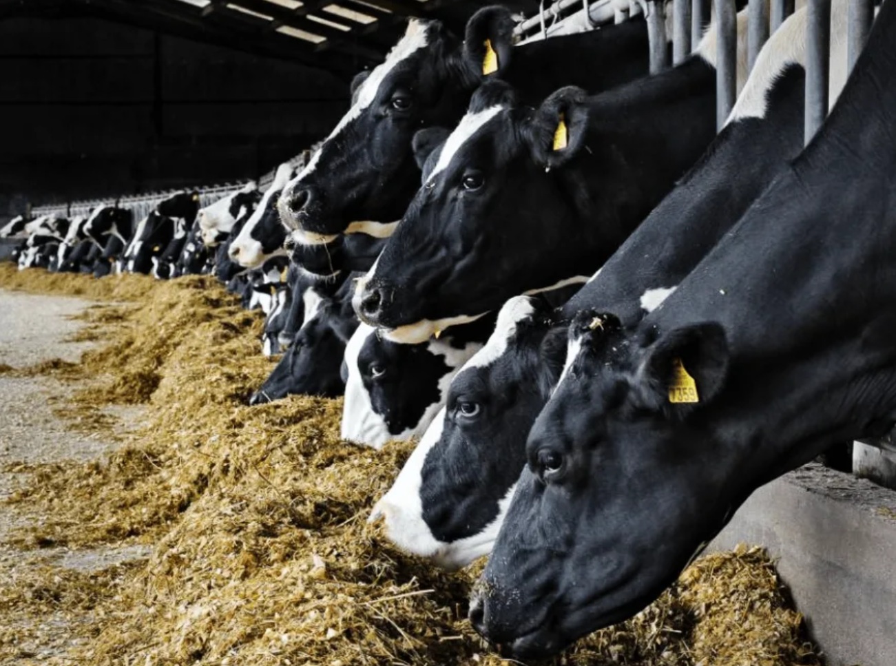 Новое исследование: цельное хлопковое семя повышает содержание жира в молоке