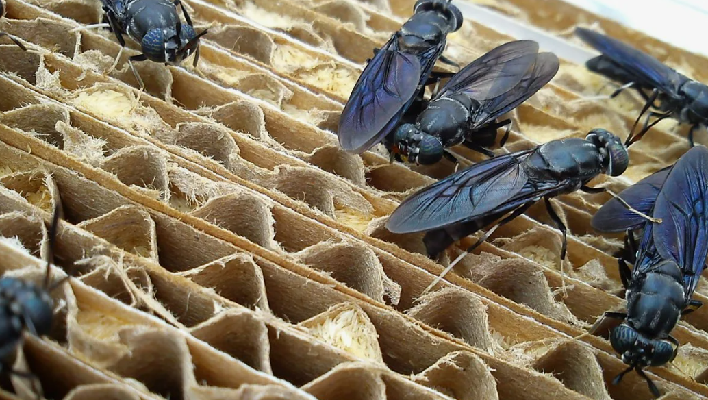 В Канаше будут выращивать чёрную львинку