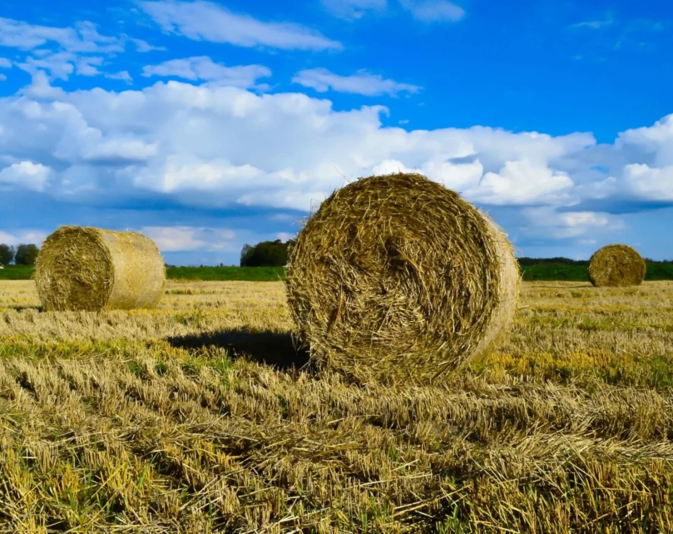 Свыше 1 млн тонн кормов заготовили на зиму в Подмосковье