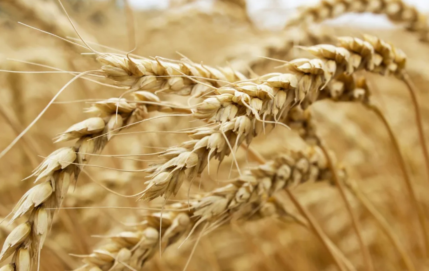 Урожай зерновых в Башкортостане по итогам 2025 года составил 3,8 млн тонн
