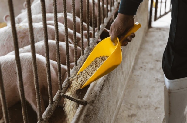 Ирландские учёные предлагают использовать рожь как дешевую и безопасную замену ячменю в корме для свиней