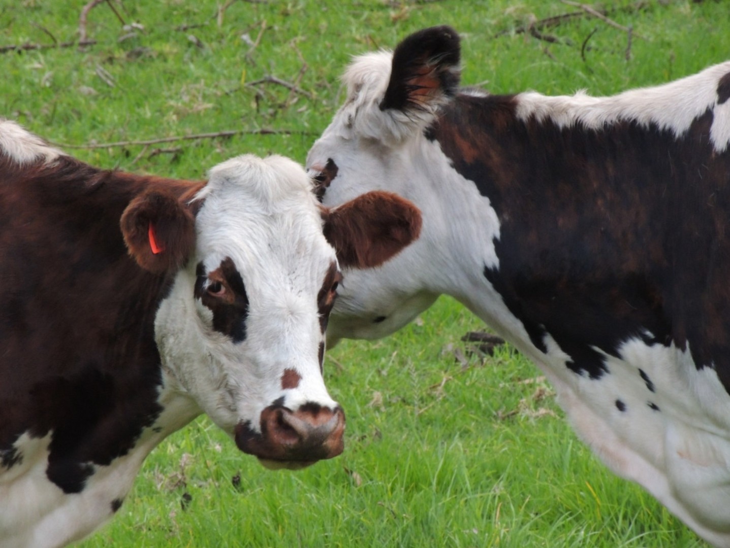 dsm-firmenich и Bayer объединяют усилия для снижения экологического следа животноводства