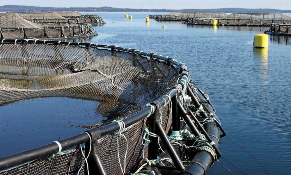 В России производство аквакультуры в 2025 году ожидается в объеме 400 тыс. тонн