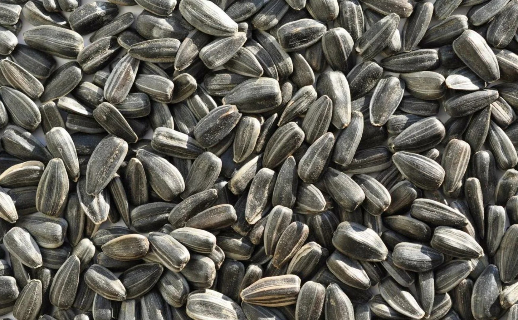 В ЛНР Россельхознадзором проконтролировано более 90 тысяч тонн подсолнечника нового урожая при внутрироссийских перевозках