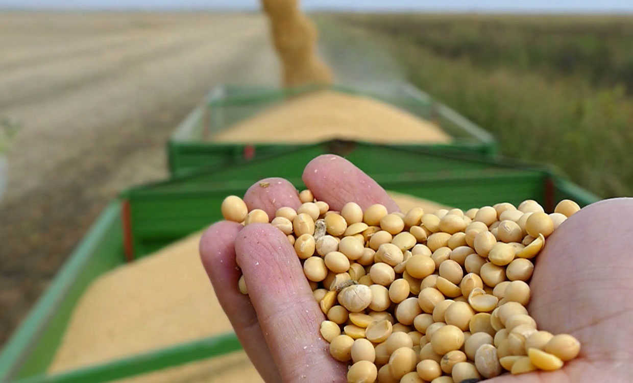 Приморье может поставлять до 400 тыс. тонн сои в Китай взамен поставок из США