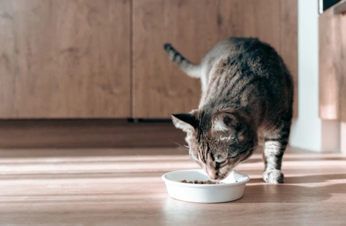 В ветакадемии им. Скрябина создали идеальный корм для стерилизованных кошек