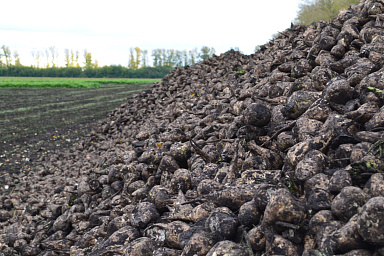 Более 400 тысяч тонн сахара произведено на заводах Липецкой области