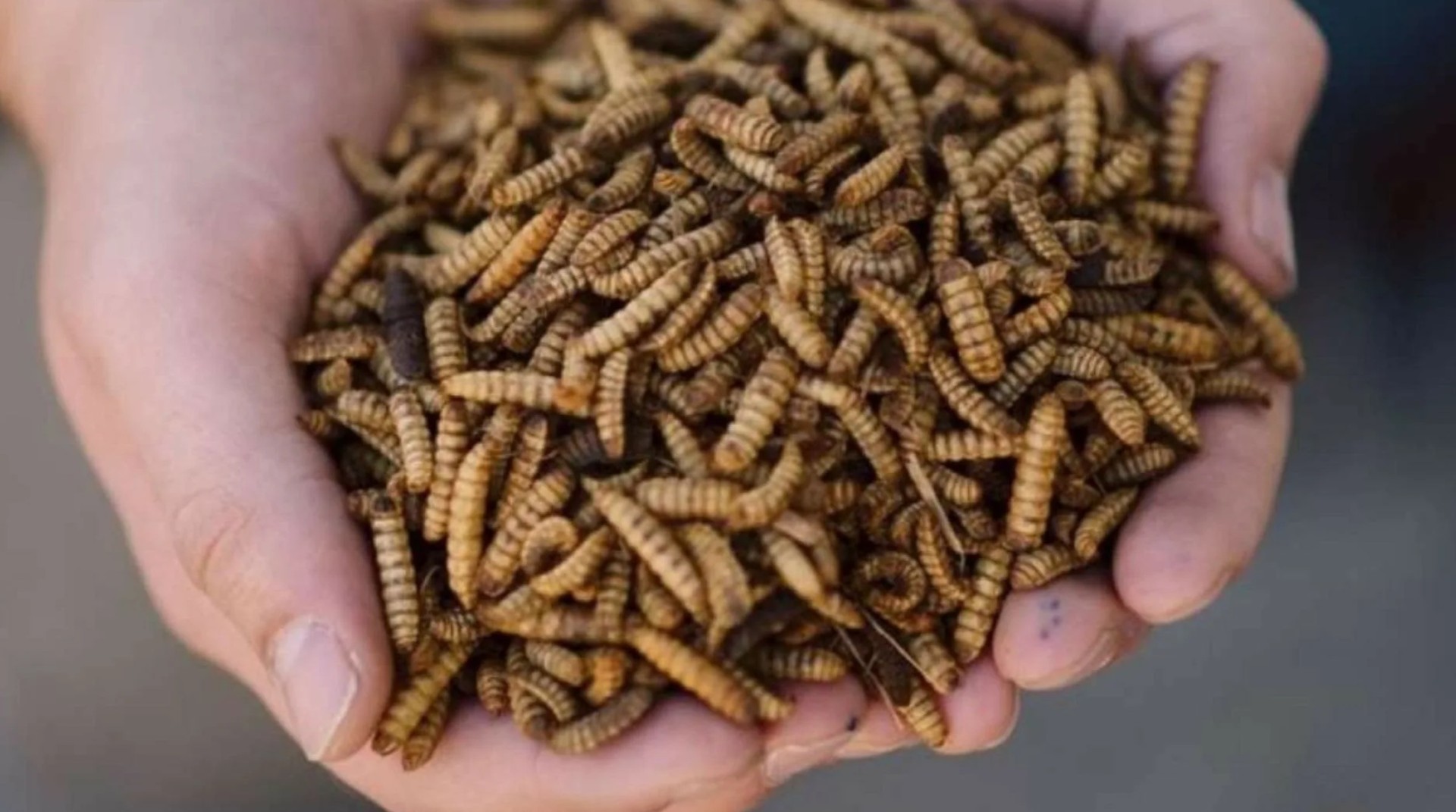 В Херсонской области планируют построить завод по переработке насекомых