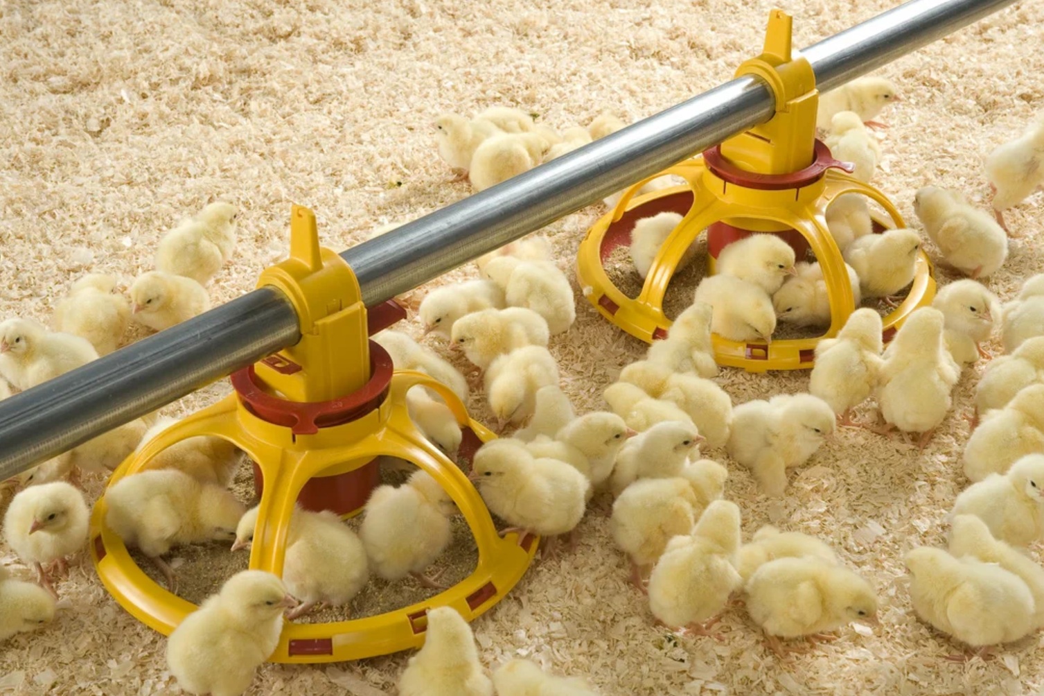 О роли хлористого калия в кормлении бройлеров от ученых Тимирязевки