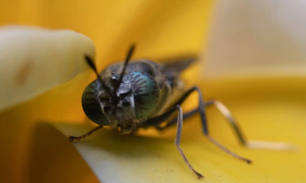 Protix подтверждает низкий экологический след ингредиентов из насекомых