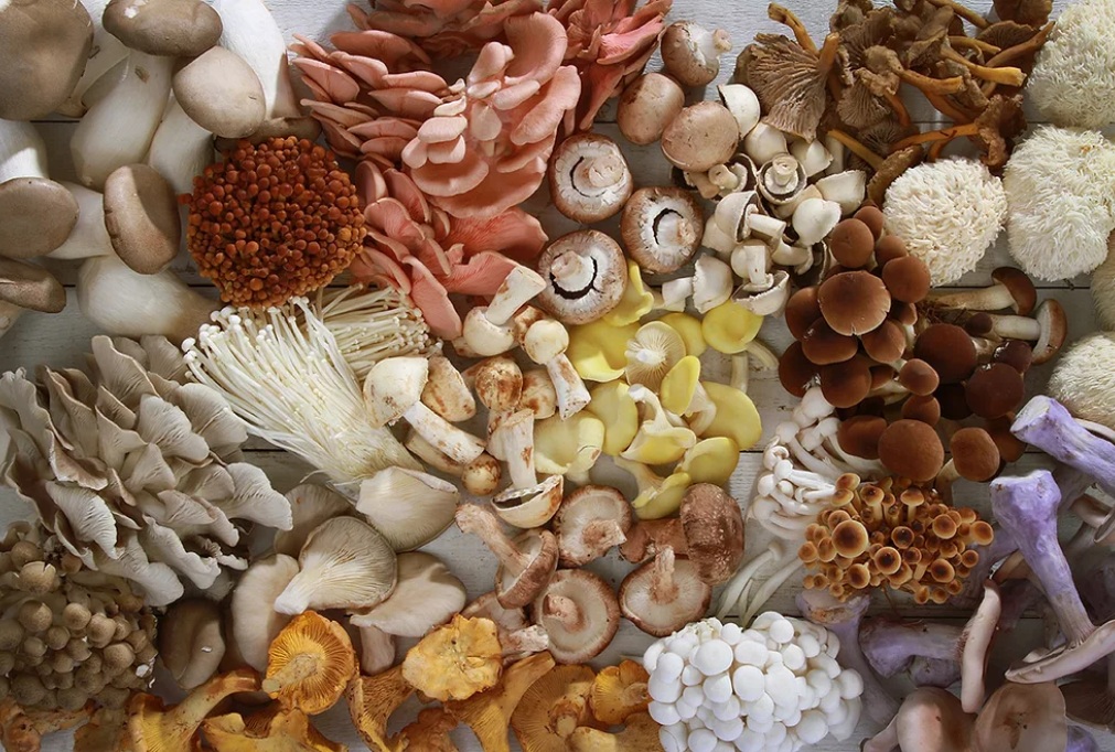 Исследование показывает, что добавки с грибами могут улучшить когнитивные способности пожилых собак