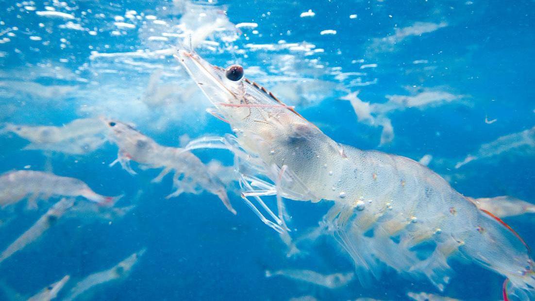 Skretting Vietnam и Entobel запускают производство кормов для креветок на основе белка насекомых