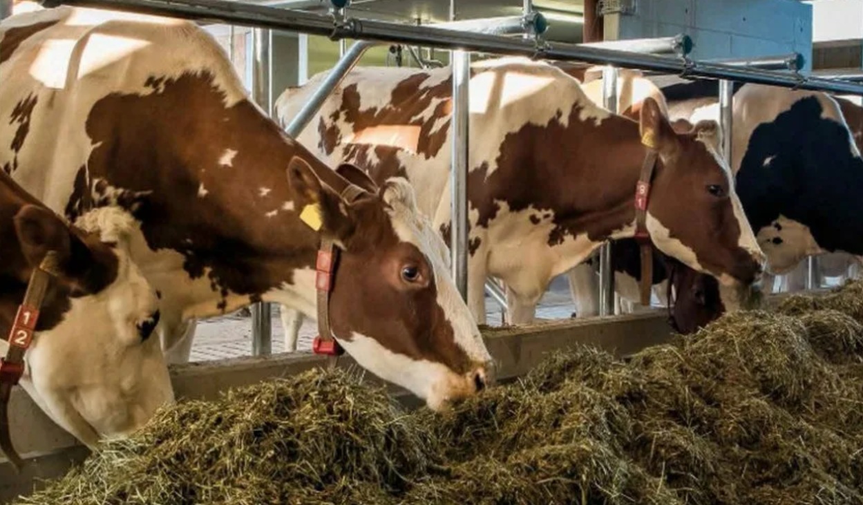 Защищённые жиры помогут улучшить продуктивность коров зимой