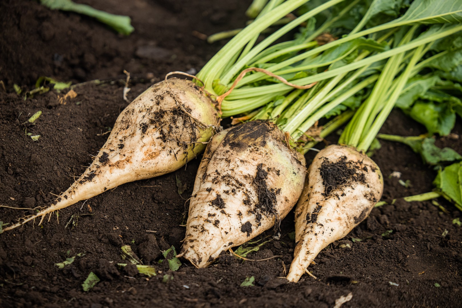 Переработка сахарной свеклы продолжается в Липецкой области