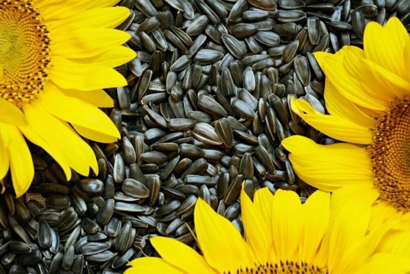 Запасы подсолнечника в хозяйствах юга РФ снизились на четверть в 2025 г.