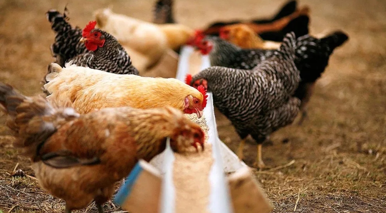 Нидерланды внедряют низкоуглеродную модель поставок сои для птицеводства