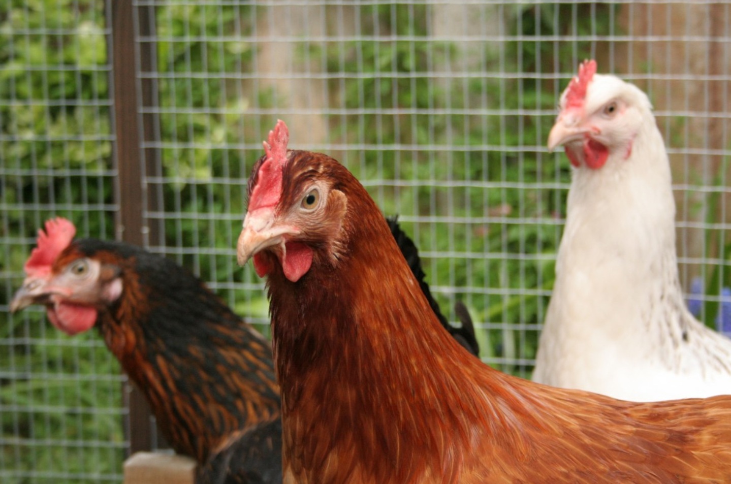 Utrix представила новые решения для здоровья кишечника и водорастворимые добавки для птицы в Ливане