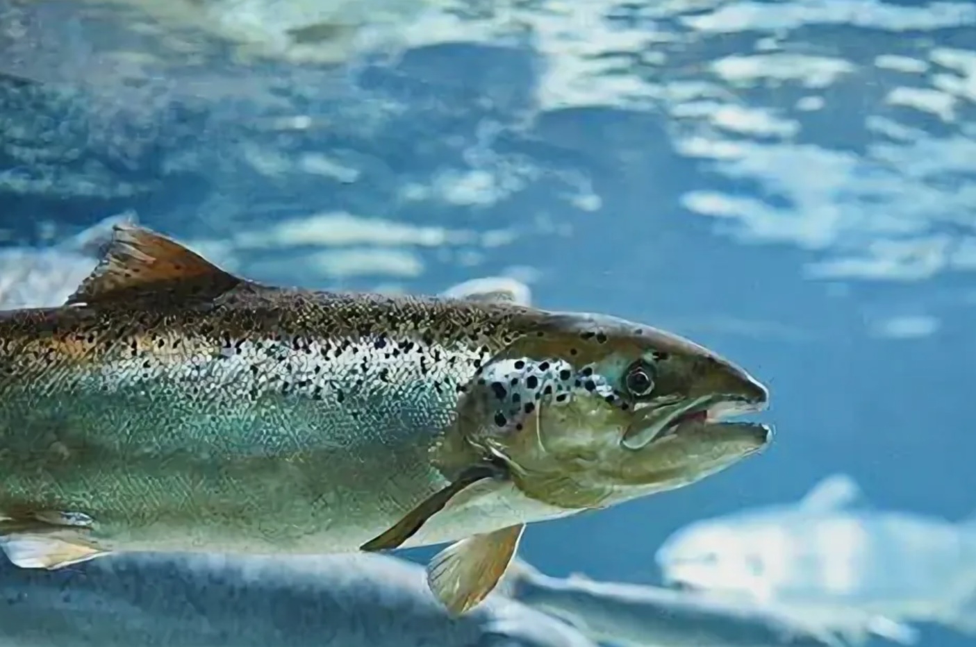 IctioBiotic запускает инновационные пробиотики для укрепления здоровья лосося