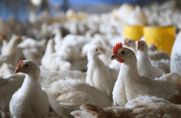 Кормовая добавка из нитчатой водоросли в рационе птиц поможет бороться с дефицитом йода у людей