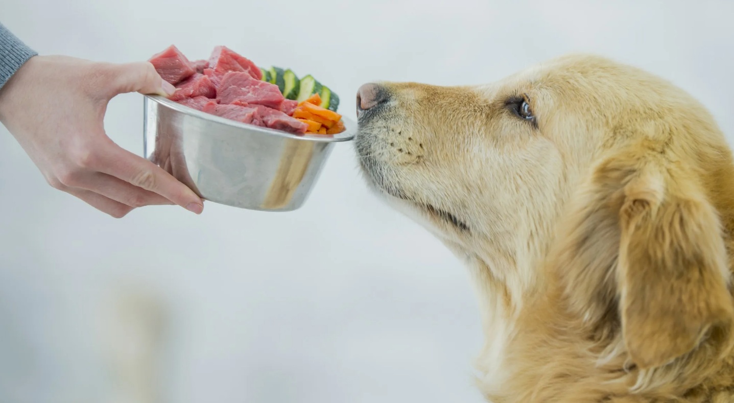 Исследование: 94% домашних рационов для собак не соответствуют требованиям по питанию