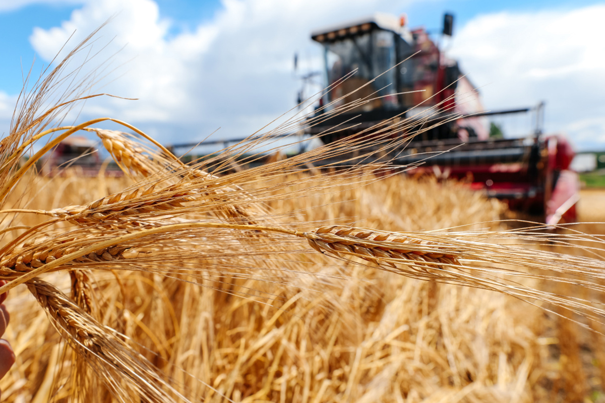 Производство зерновых и масличных на Юге снизилось не только из-за погоды