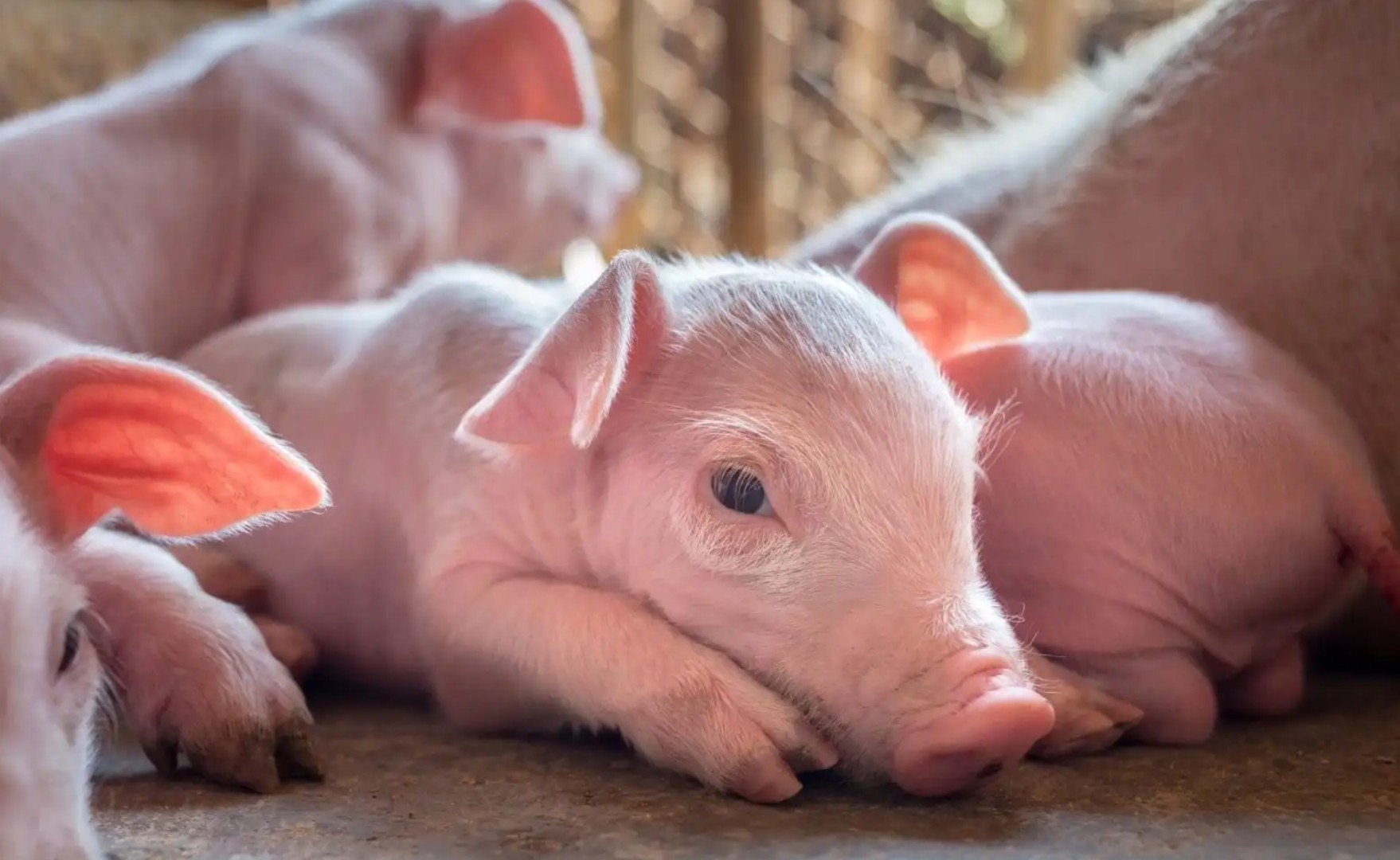 Льняное семя в кормлении поросят: мягкий старт с омега-поддержкой